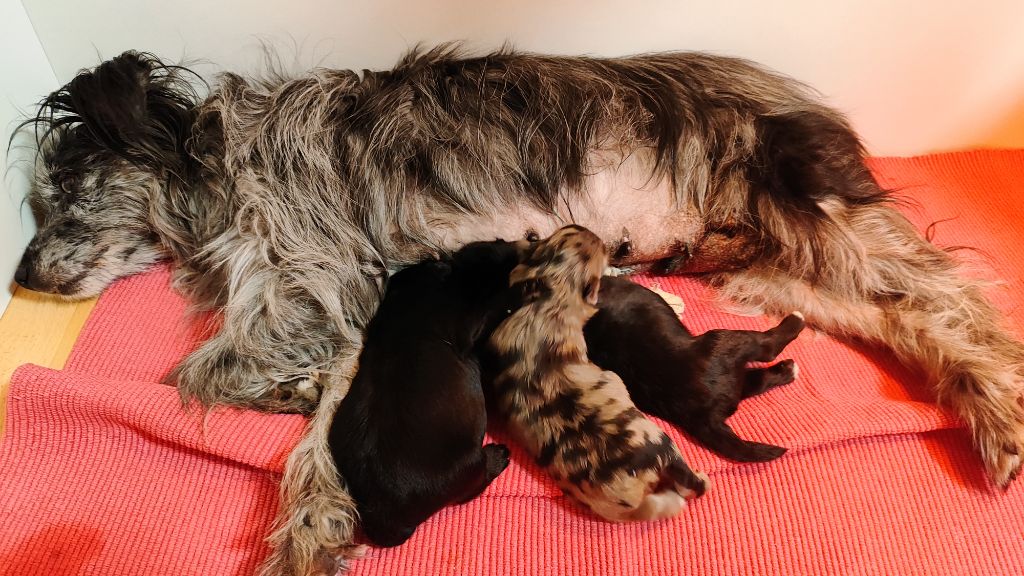 chiot Berger des Pyrenees à poil long Des Lutins Du Petit Ried