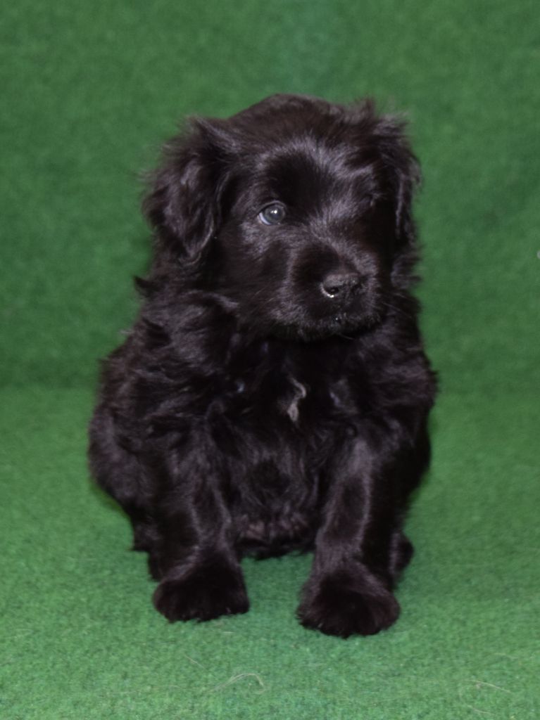 Des Lutins Du Petit Ried - Chiot disponible  - Berger des Pyrenees à poil long