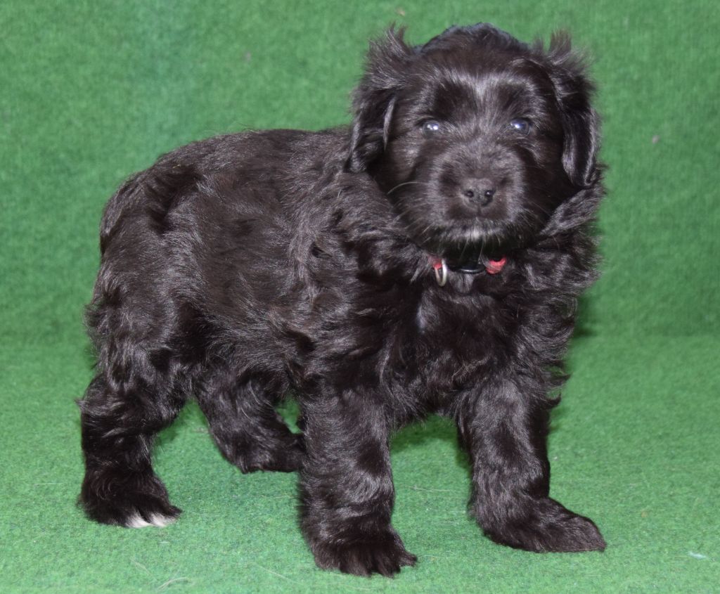 Des Lutins Du Petit Ried - Chiot disponible  - Berger des Pyrenees à poil long